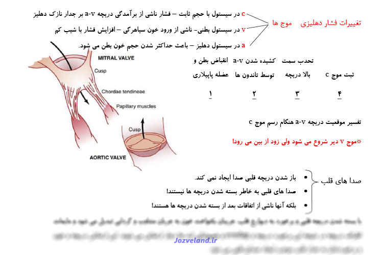 نکات امتحانی و جزوه فیزیولوژی قلب